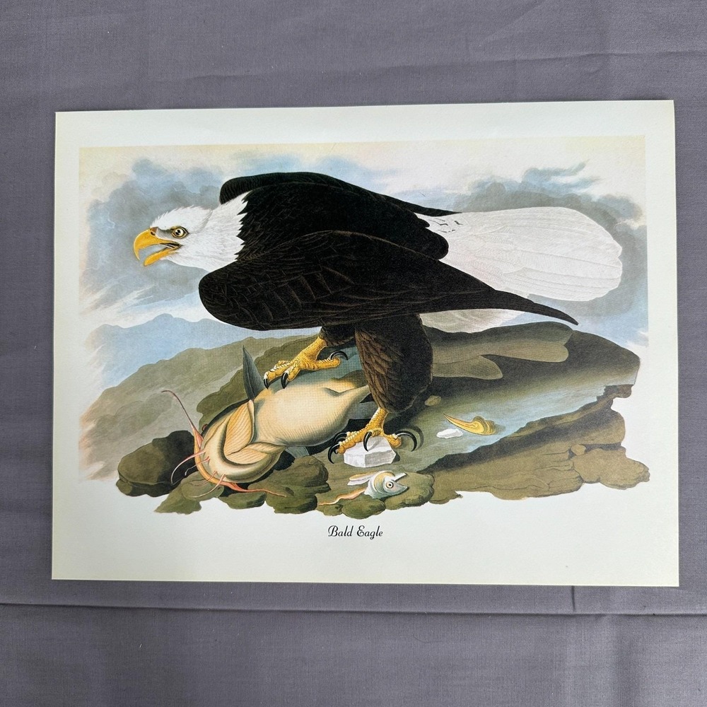 1950 Vintage Print Bald Eagle  American Bird Art Illustration Audubon 8x11